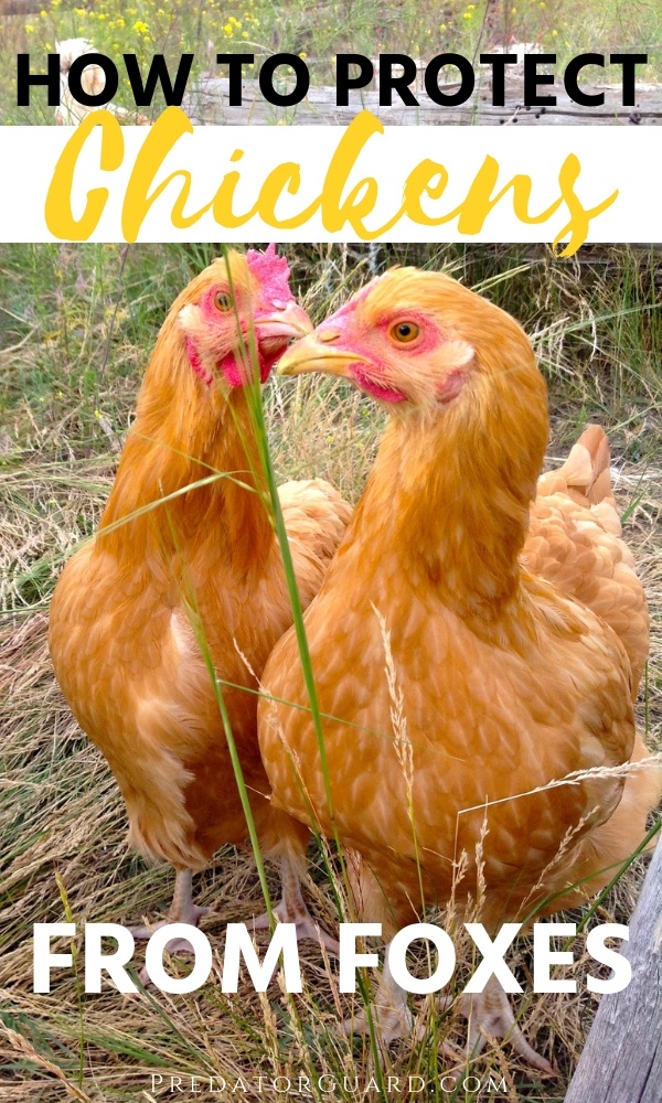 How To Protect Chickens From Foxes Predator Guard